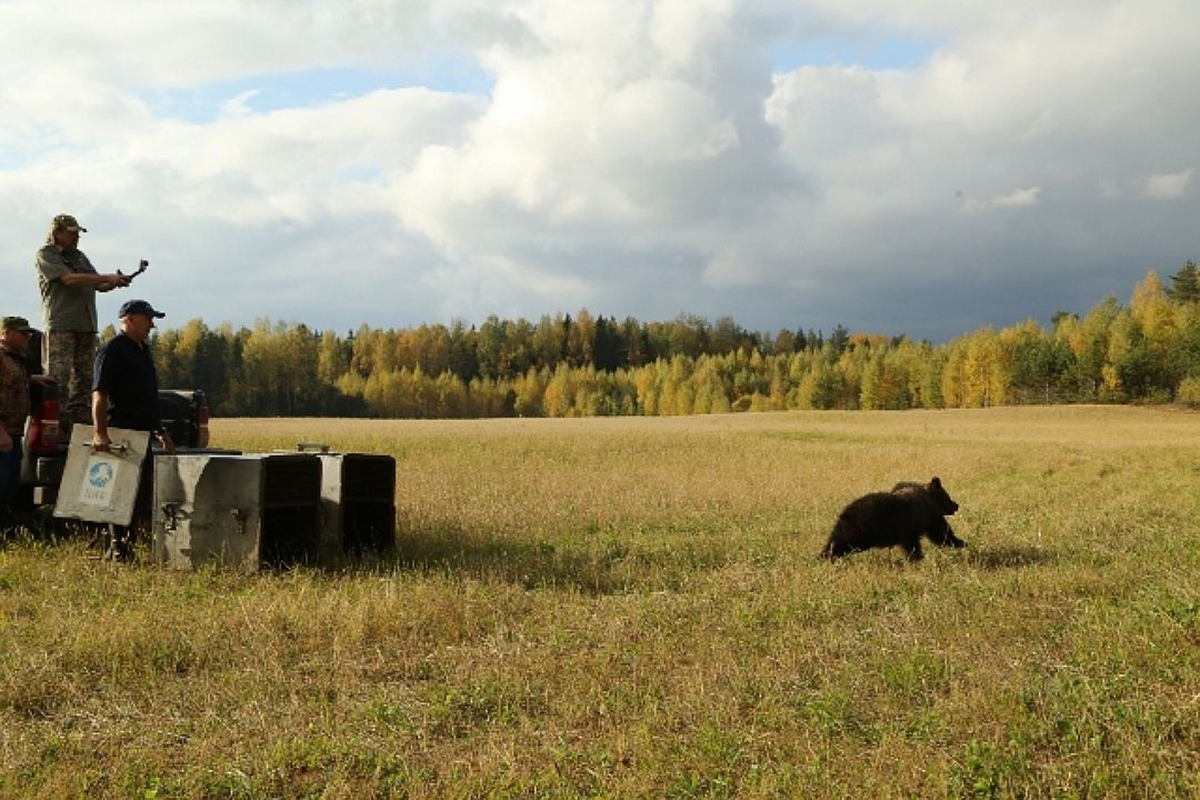 Так выпускали в 2015 году пермского медвежонка Масю в тверских лесах. Мася прошел реабилитацию в центре спасения медвежат