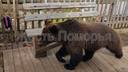 В Пинежской деревне медведь пришел во двор к людям: видео