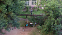 Старое дерево рухнуло на детскую площадку в Ярославле