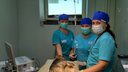 Курганские ветеринары спасли смертельно больного пса из Челябинска по кличке Виктор
