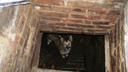 В Сызрани спасатели достали собаку из-под земли