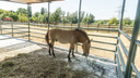 В ростовском зоопарке отремонтировали дом лошадей Пржевальского