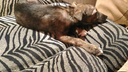 Ростовчанин спас собаку, которую живодеры хотели пустить на шашлык