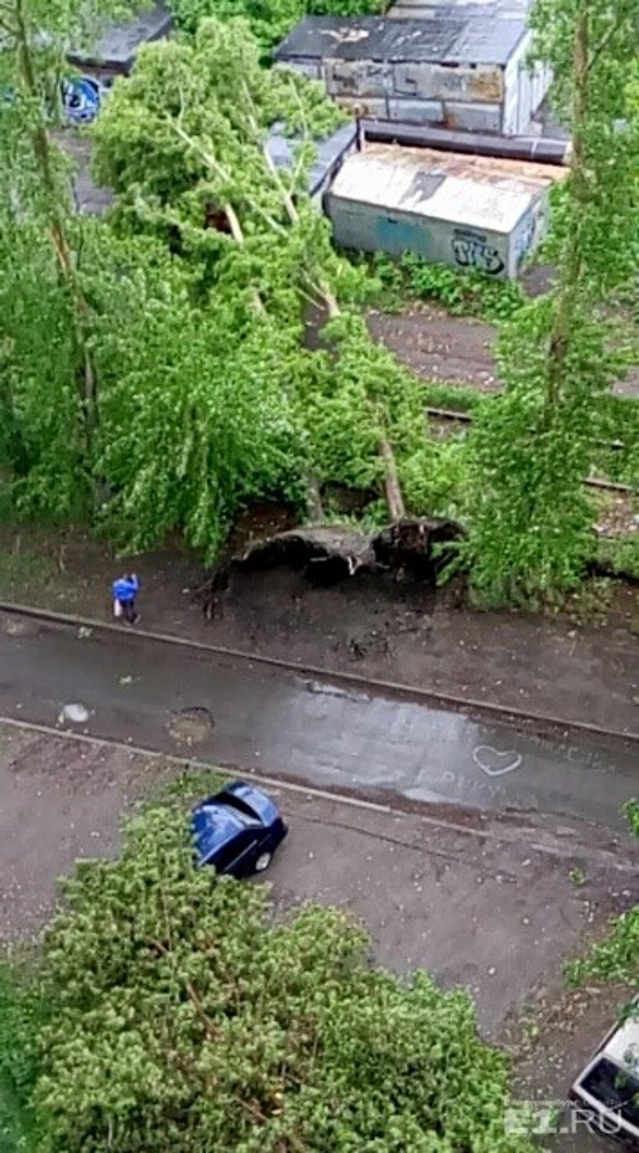 В Парковом повалило два дерева.
В Парковом повалило два дерева.