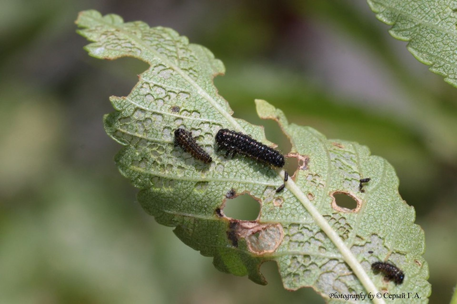 Черные червячки уже превратились в половозрелых жуков