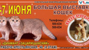 Выставка кошек приглашает гостей