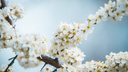 Запахло весной: в Ростове зацвели деревья и цветы