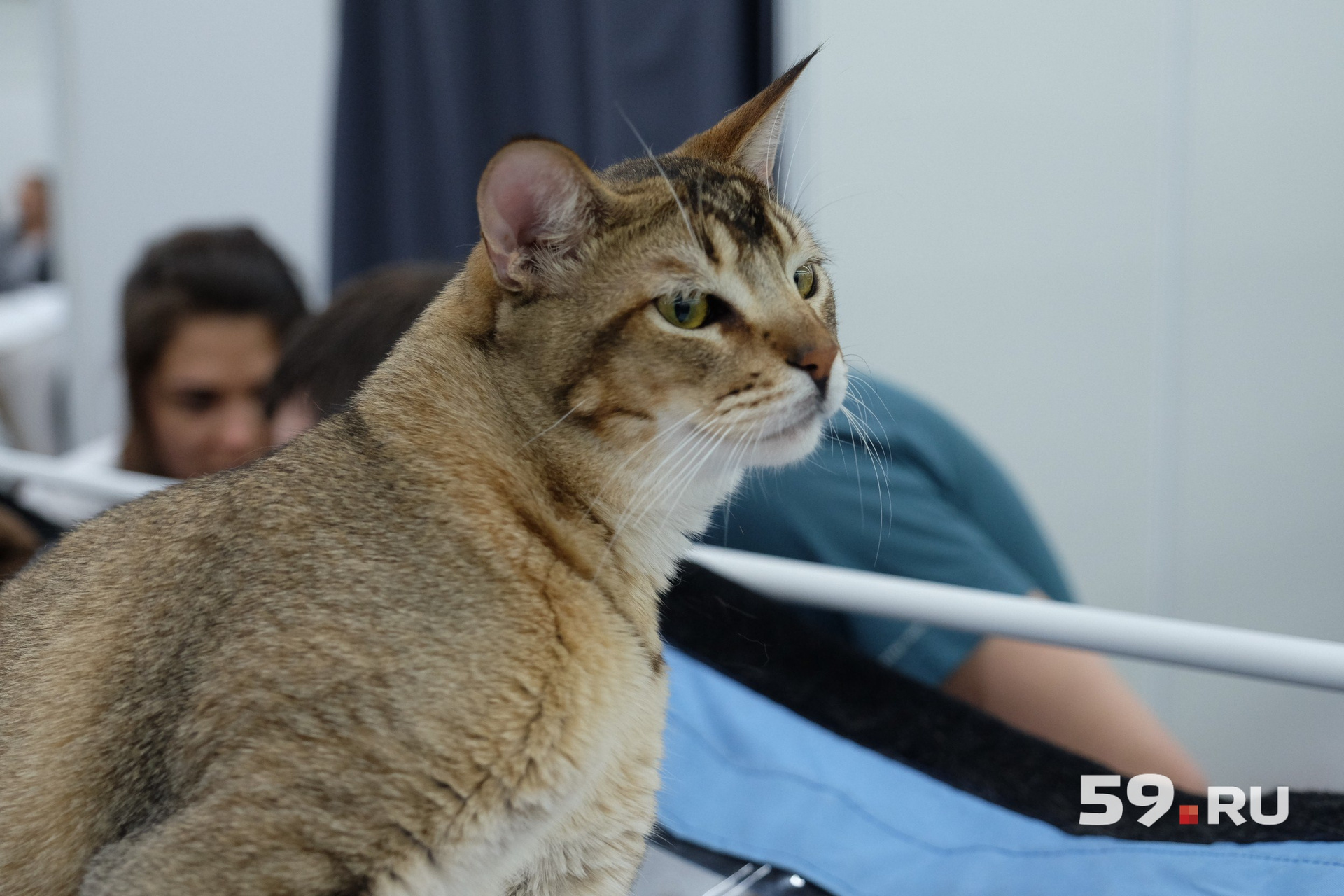 Котенок совсем недавно выведенной породы чаузи Котенок совсем недавно выведенной породы чаузи