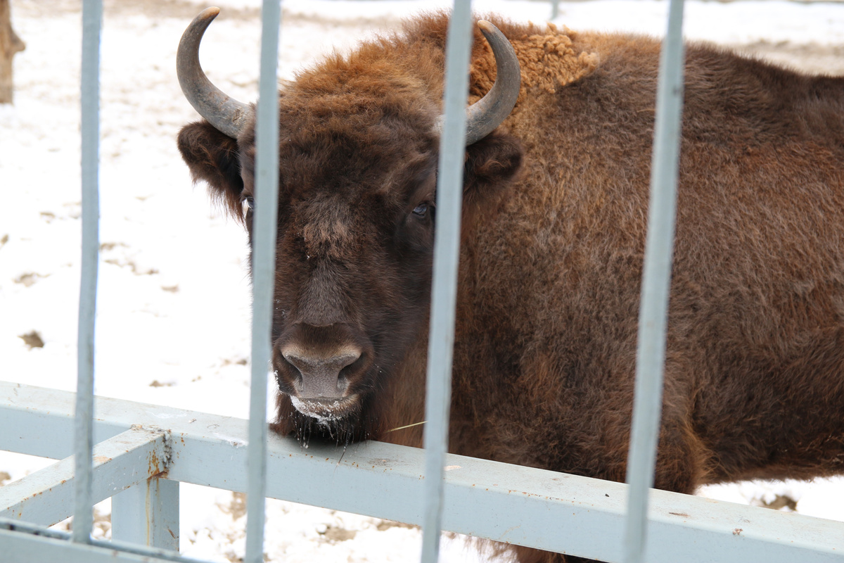 Бизон в зоопарке. Зубр в зоопарке. Зубр в белорусском зоопарке. Зубр в зоопарке. Новосибирский зоопарк бизон.