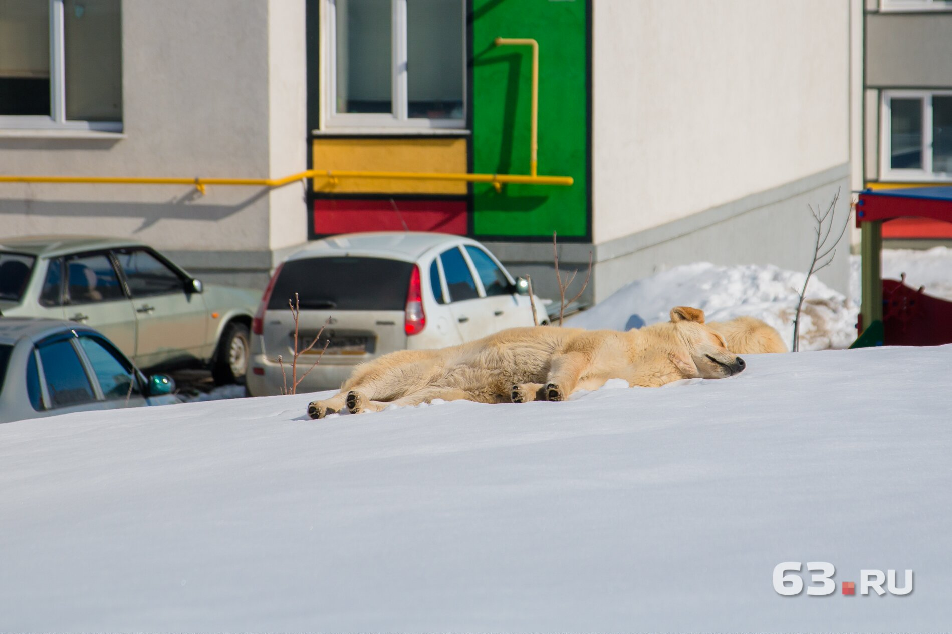 Собаки в «Кошелеве» настолько суровы, что спят прямо на снегу