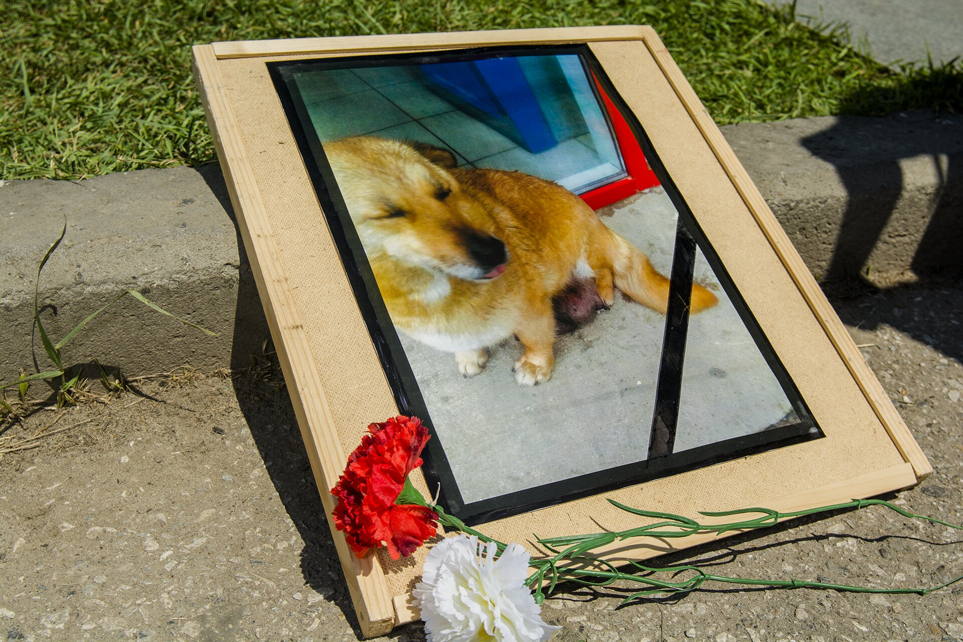Фотография собаки, которую убили догхантеры