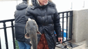 «Бывают и побольше»: ростовский сом, которого поймали на городской набережной, не удивил экспертов