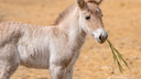 В ростовском зоопарке у лошади Пржевальского родился жеребенок