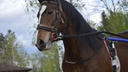 Лошади орловской породы из Вельска победили в конном фестивале СЗФО