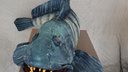 Это трэш: архангелогородцам покажут морских существ, сделанных из мусора