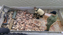 В «сети» пограничников попались три браконьера и 6 тысяч рыб