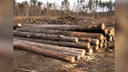 В челябинском бору массово вырубают сосны, пострадавшие от лесных пожаров