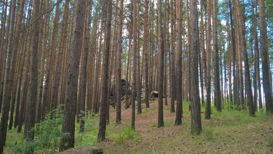 А какие здесь сосны!