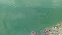 Мутная история: позеленение воды в Первом озере объяснили аллергенными водорослями