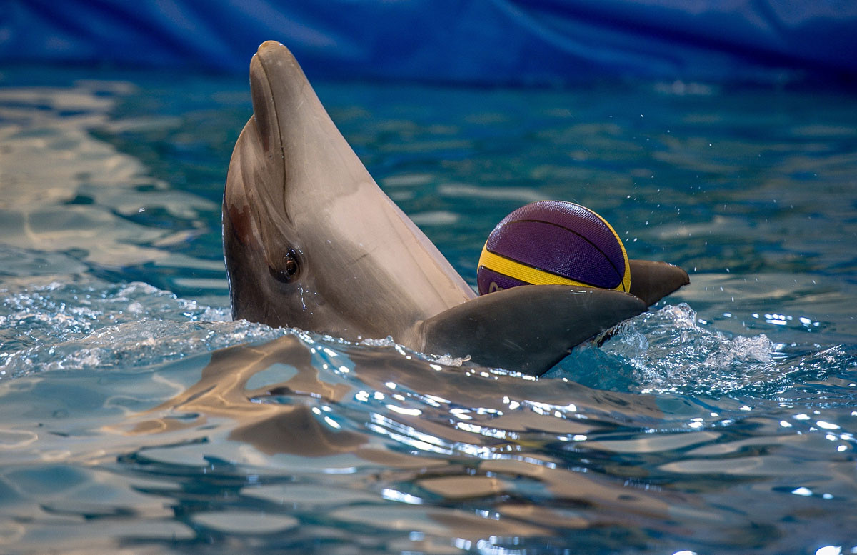 Дельфин с 4 плавниками. Дельфины под водой. Панасоник с дельфинами. Скорость дельфина в воде