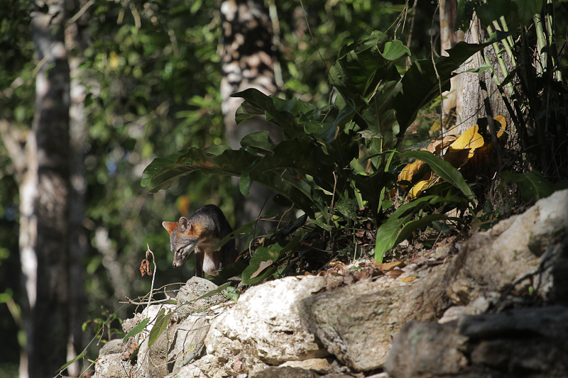 В качестве приятного дополнения нам встретилась дикая лиса, выбежавшая из леса за едой. Щелчки фотоаппарата ее совсем не напугали, благо телевик.