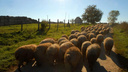 Калачевскому району дали 48 часов на уничтожение свиней