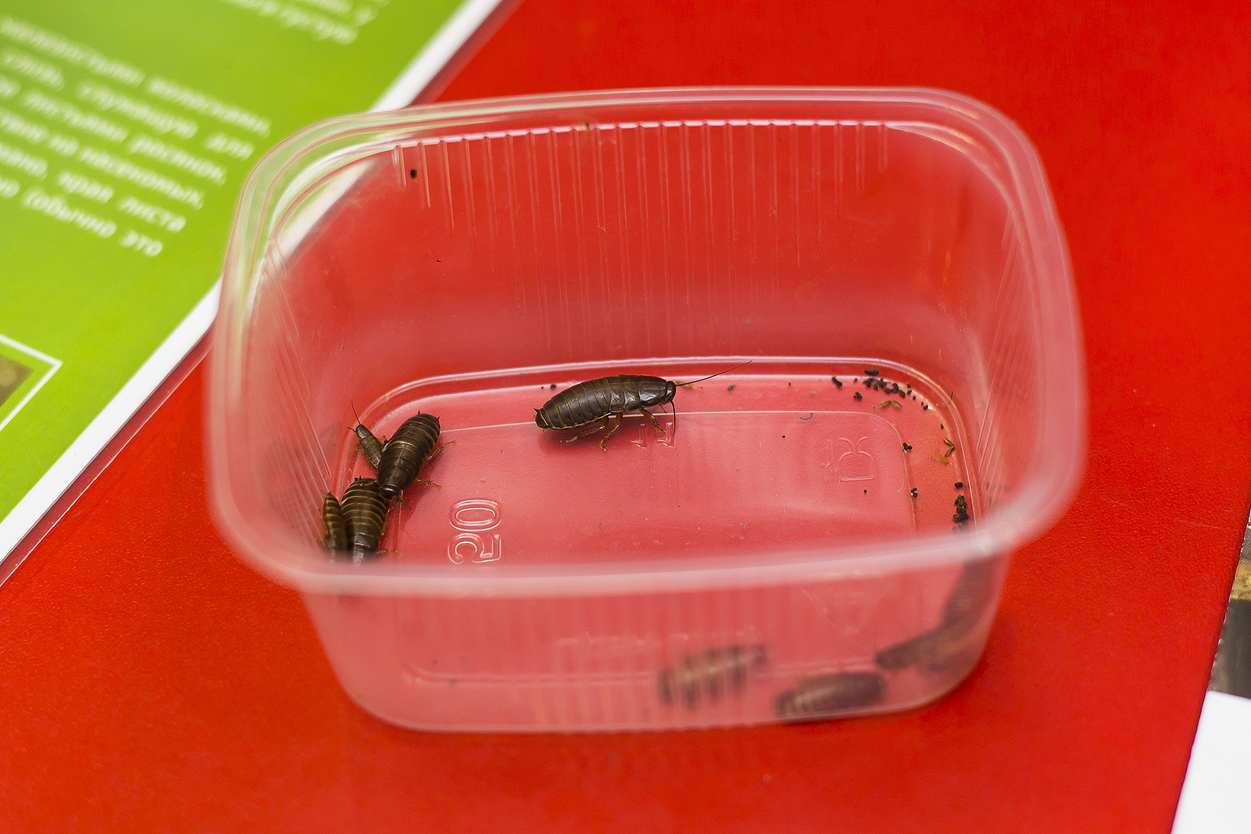 Для мухоловок жуки — не как пища для человека, а как удобрение