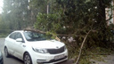 Огромное дерево рухнуло на машину во время сильного ветра в Ярославле