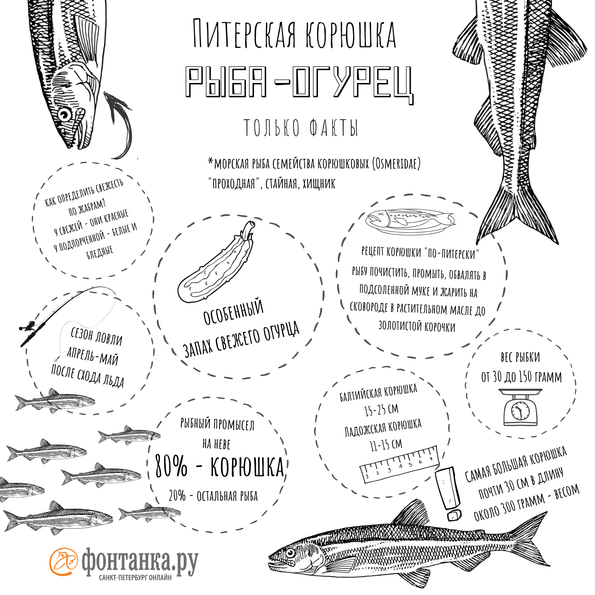 Корюшка пошла. Промысловики расставляют сети, петербуржцы готовятся жарить  - 13 апреля 2019 - ФОНТАНКА.ру