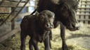 Азиатский буйвол Янис родился в ростовском зоопарке
