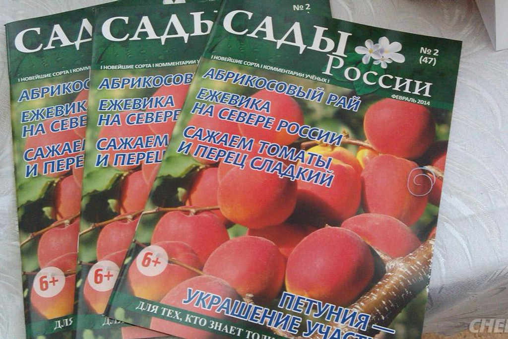 Уральский абрикос набирает популярность - 4 августа 2015 - 74.ru