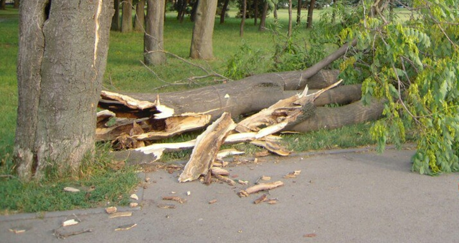 Дерево развалилось на территории ростовского аэропорта