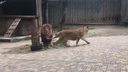 В Ростовском зоопарке льва и львицу поселили в один вольер в надежде на потомство