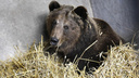 Медведи в городе: в Ростове из леса к жилым домам вышел бурый гость