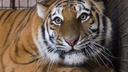 В самарском зоопарке у тигра Кактуса и его подруги появятся новые апартаменты