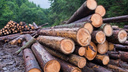 Более 1,5 тысяч м&#179; древесины заготовили леспромхозы ГК «Титан»