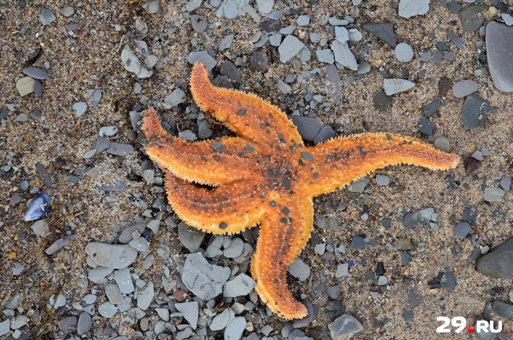 Морские звезды – тоже частый улов