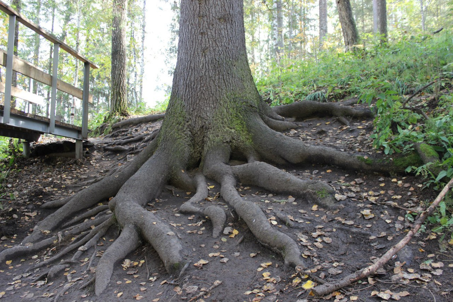 Змея корень