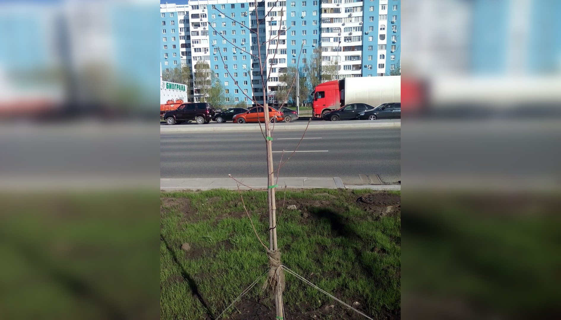 На молодых деревьях нет ни одного листочка На молодых деревьях нет ни одного листочка