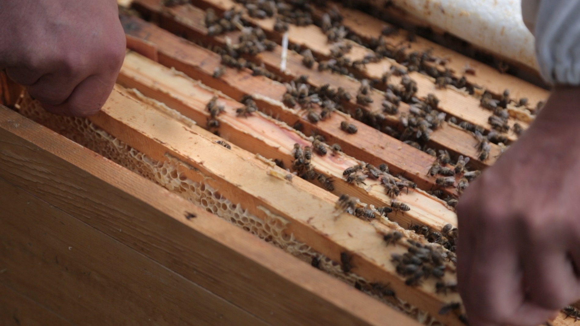 Теперь пчелы заготавливают мёд только для себя