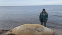 В Белом море зафиксирована массовая гибель тюленей и других животных