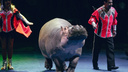 Редкие трюки от Ростовского цирка: что умеет дрессированный бегемот