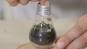 Фельдшер из Магнитогорска выращивает миниатюрные леса внутри ламп накаливания