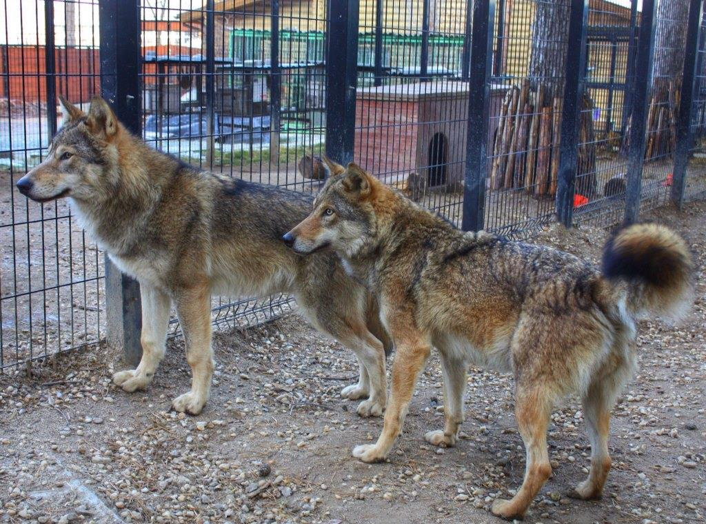 В этом году впервые в зоопарке детки родились и у волчицы Нари