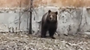 «Просто выгуливали»: медведь, снятый на видео в Челябинске, оказался цирковым