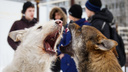 Бездомные псы продолжают нападать на жителей Ворошиловского района Волгограда