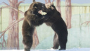В ярославском зоопарке проснулись братья-медведи: фото