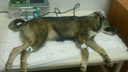 Ветеринары о чуме среди собак в Ярославле: это почти 100% смерть