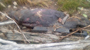 Архангелогородец нашел на берегу Северной Двины разлагающийся труп тюленя