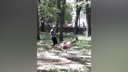 «Поймай меня, если сможешь»: в центре Ростова устроили погоню за страусом